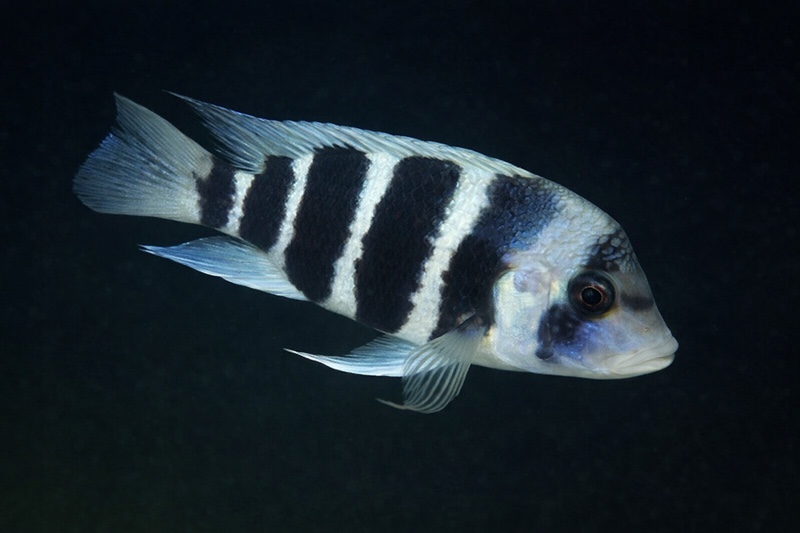 Cyphotilapia gibberosa 'Popo (Kizumbi) Rocks'